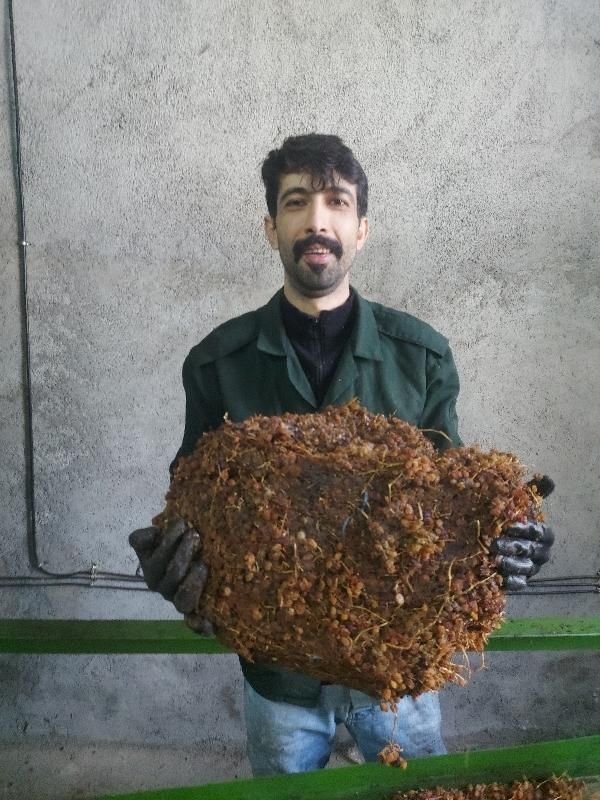 کشمش آفتابی درگز با کیفیت عالی