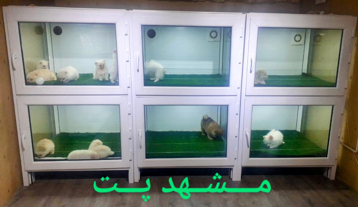 مـــشهد پــت
