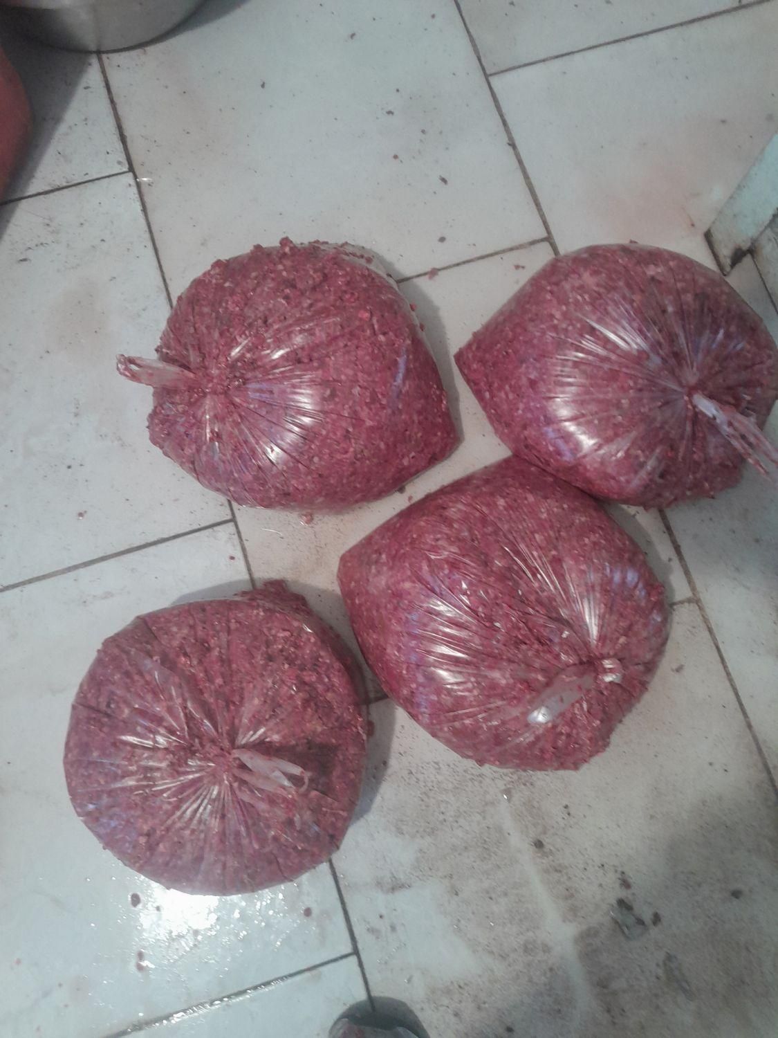 جزبز (جغول بغول)