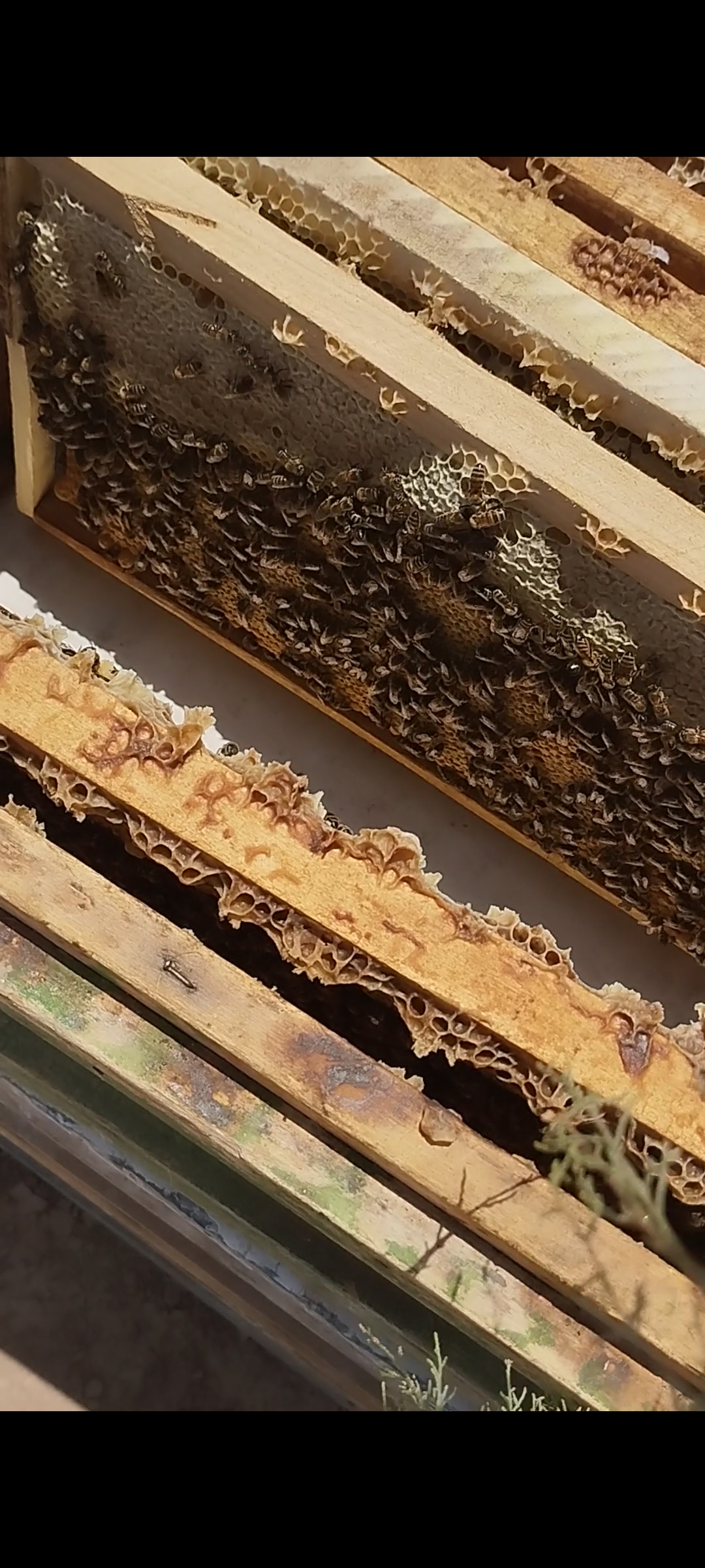 عسل طبیعی