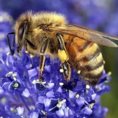فروش عمده شهد زنبورعسل ساکارز زیر ۵