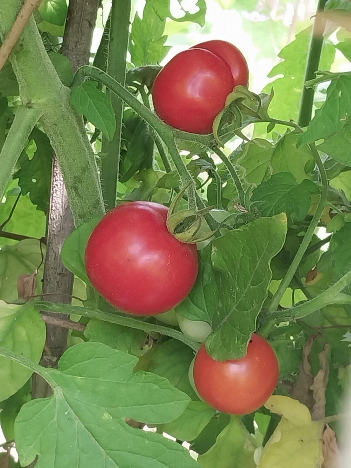 خیار و گوجه محلی