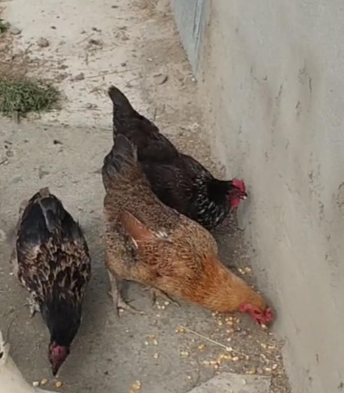 مرغ تخم گزار