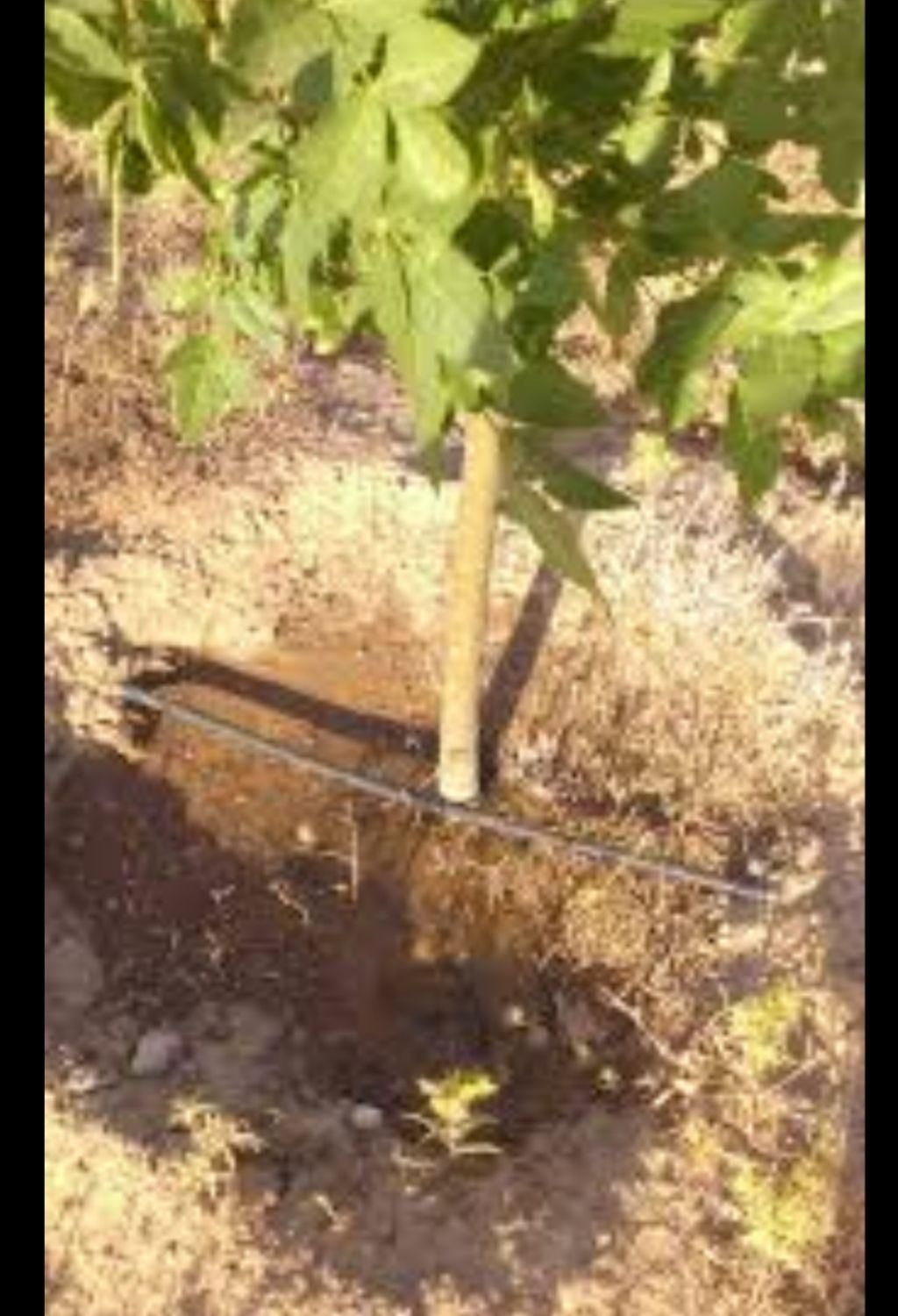 آبیاری قطره ای و بارانی . و مه پاش