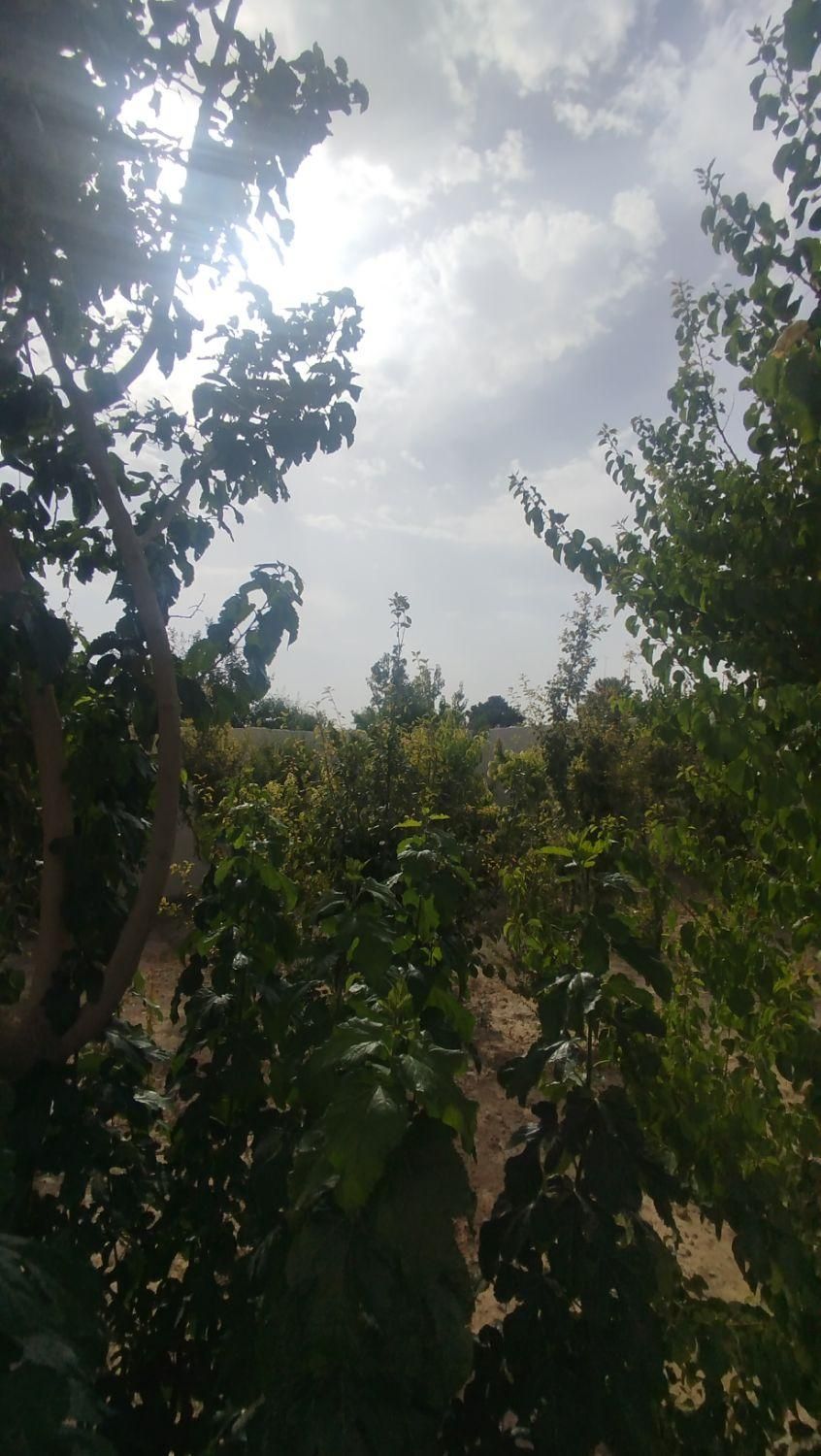 باغ باغچه
