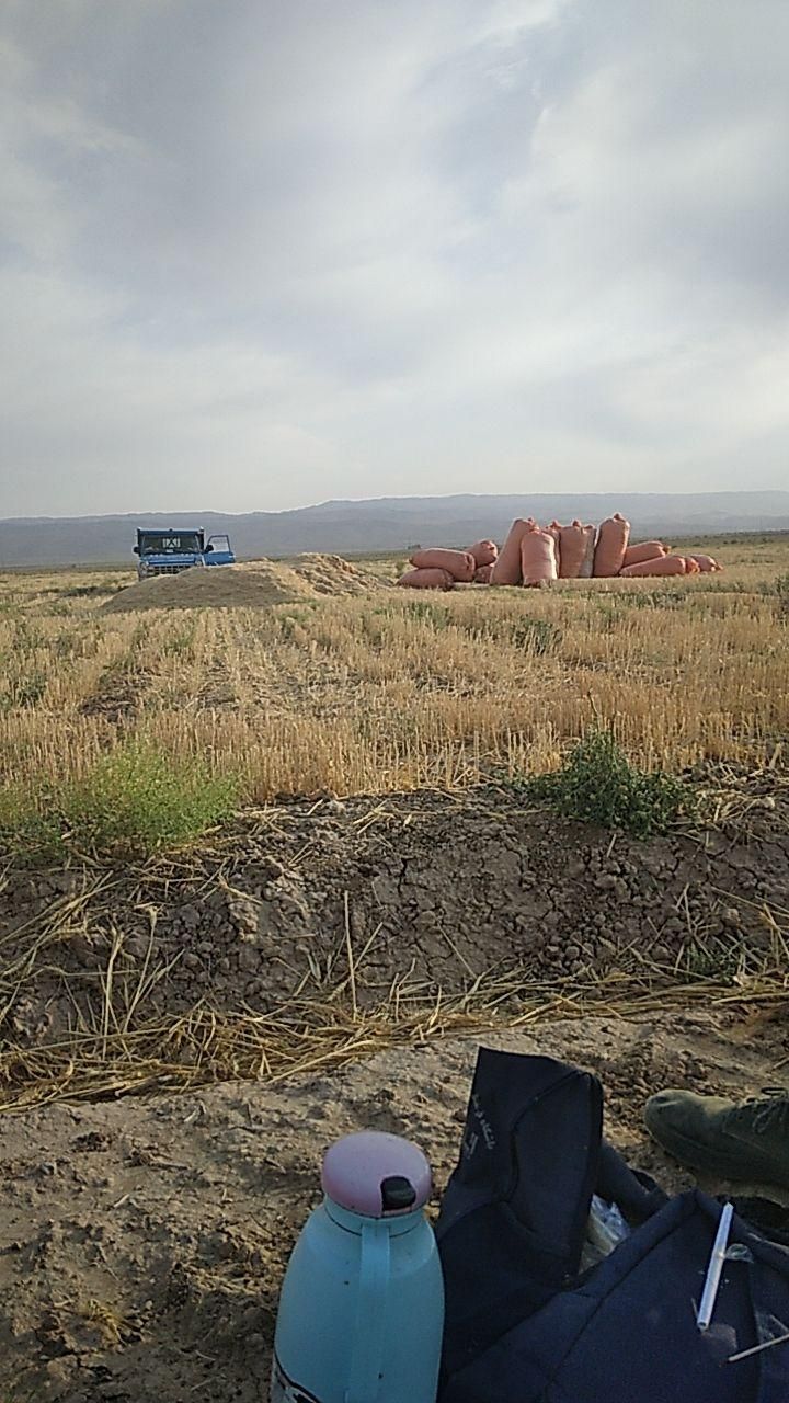 کاه گندم و جو