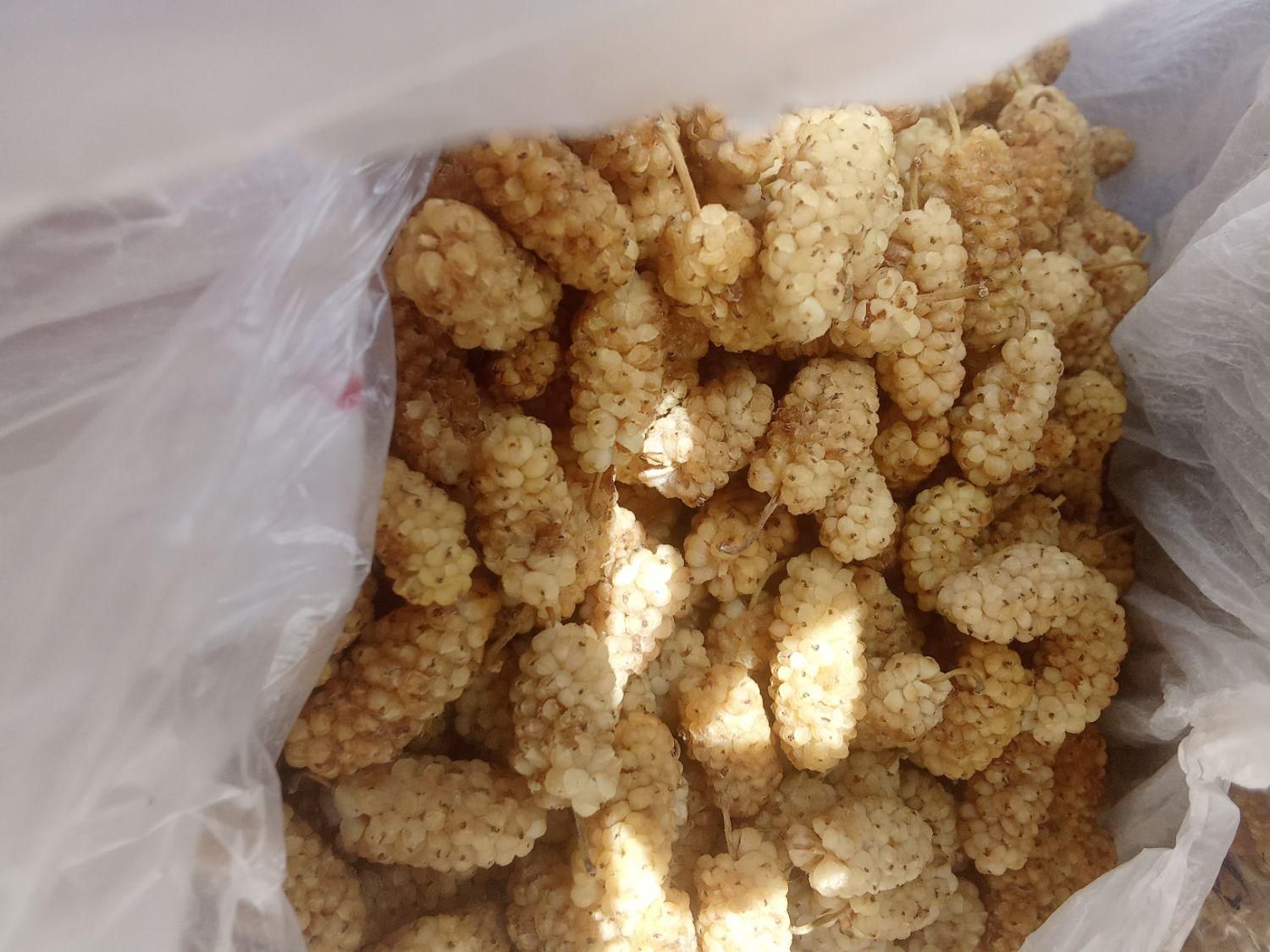 خشکبار
