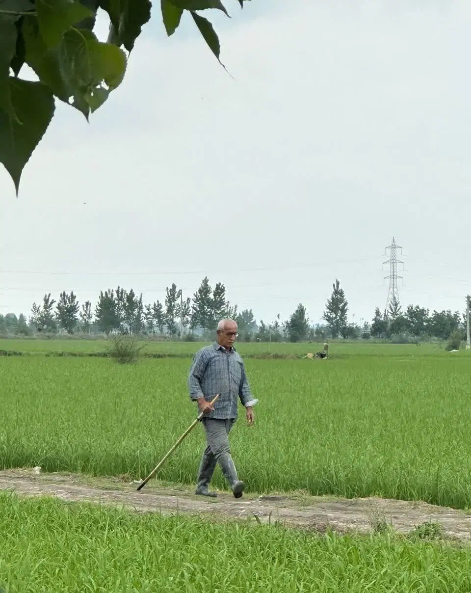 جو بذری بهاره