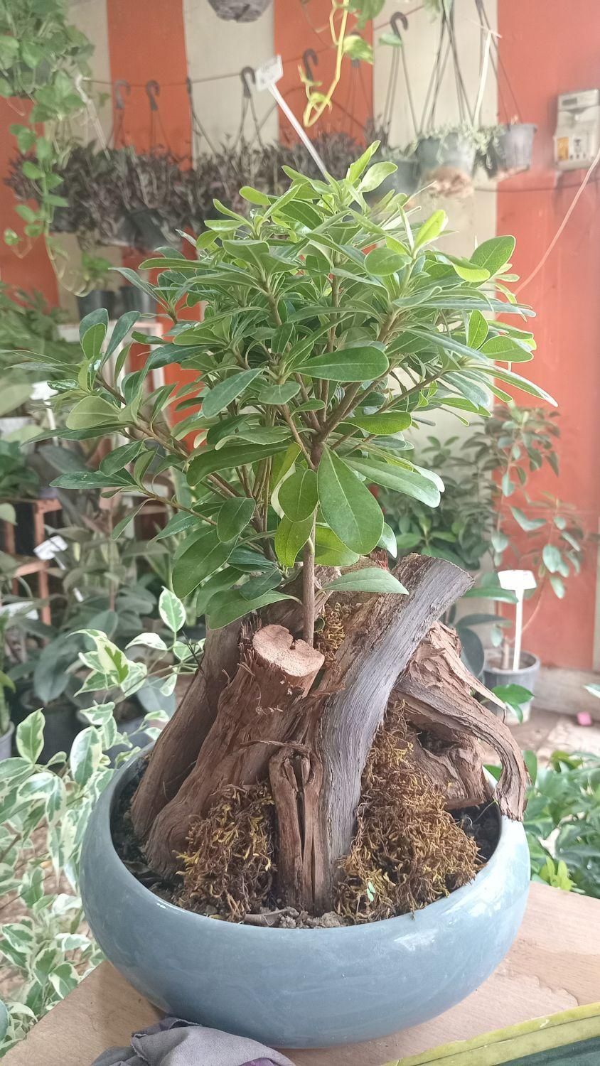 بنسای میخک