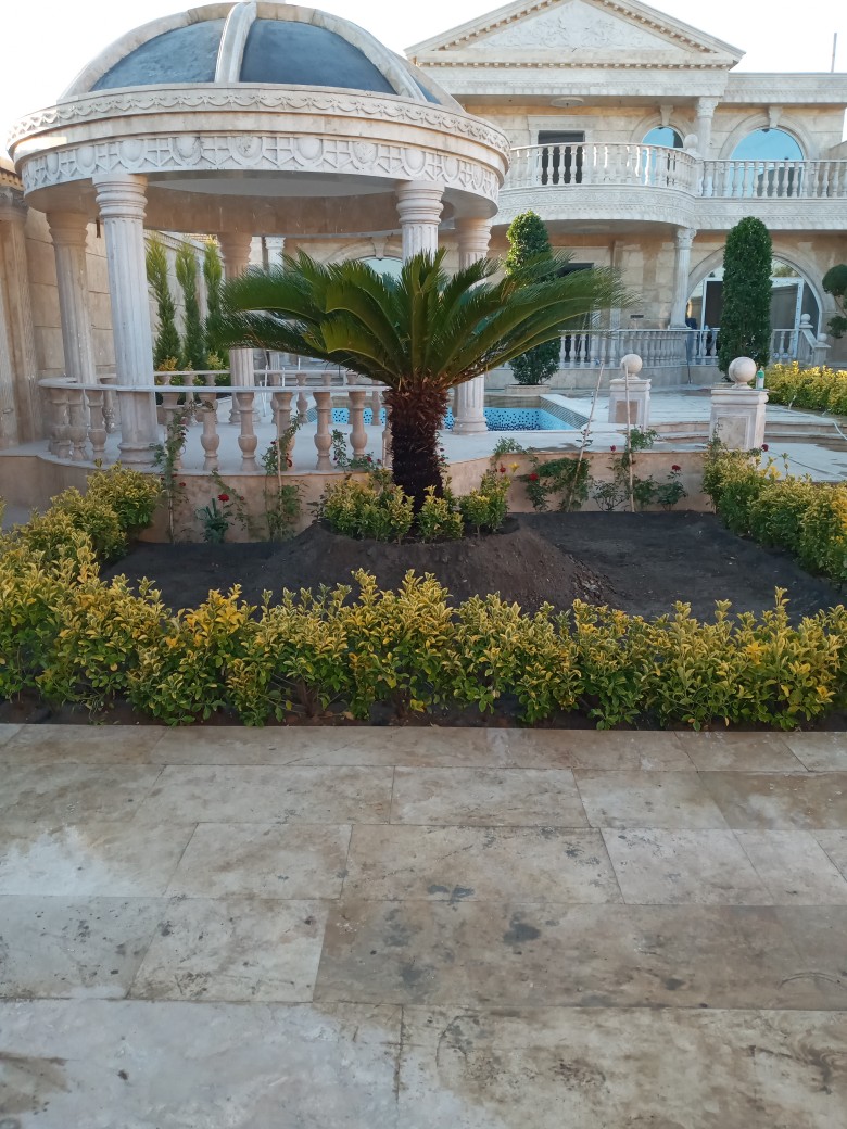 گیاه سیکاس