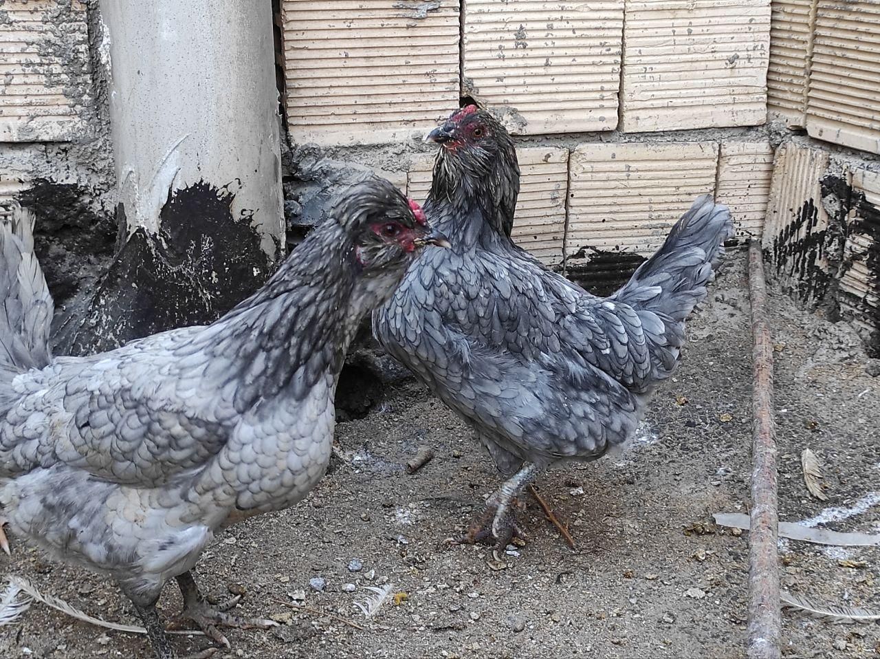 تخم مرغ نطفه دار گلین طوسی چهل تاج کاکلی ریشی
