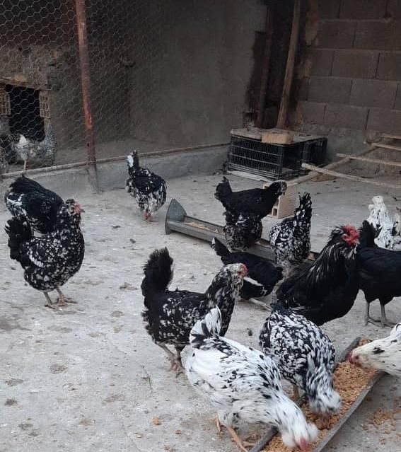جوجه گلین سیاه خال سوزنی یک ماهه چهل تاج ریشی