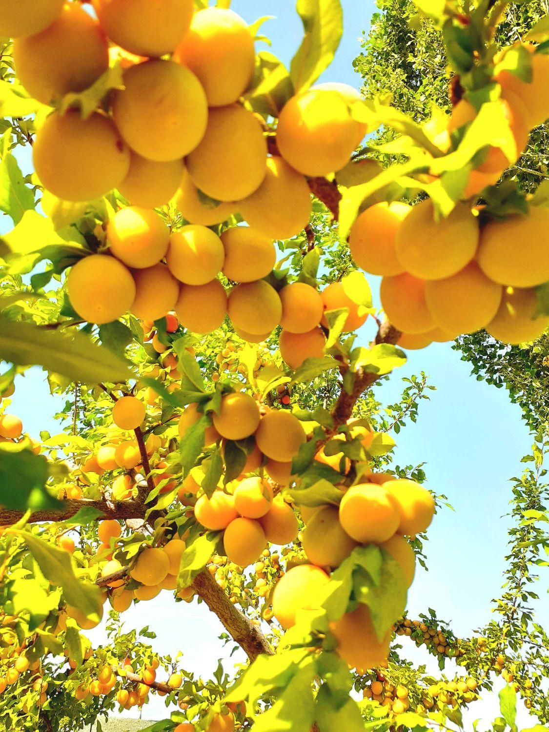 هلدینگ خراسانی