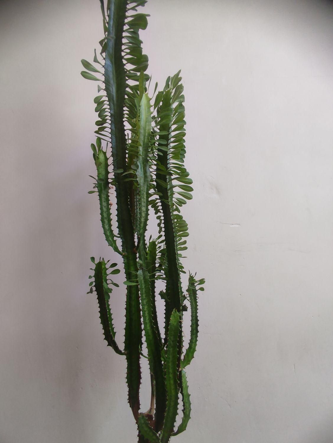 کاکتوس آفوربیا