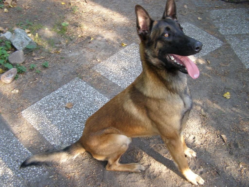 سگ بلژیَن مالینویز k9 پلیسی