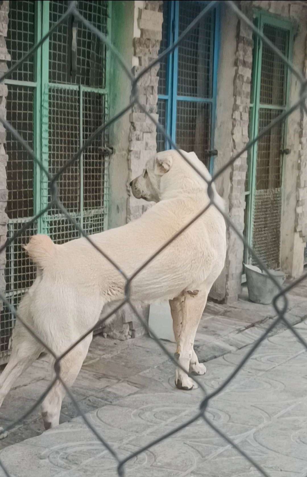 سگ نگهبان آماده به کار خط خونی نگهبان