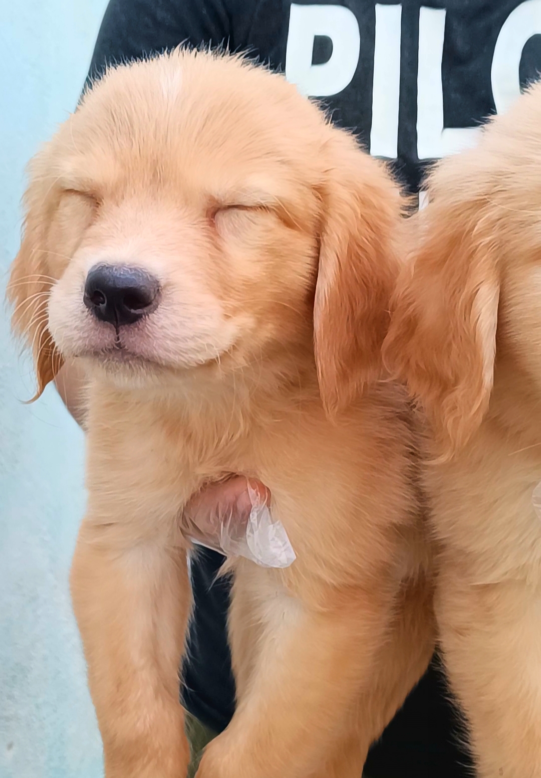 golden retriver اصیل با مدارک اصالت