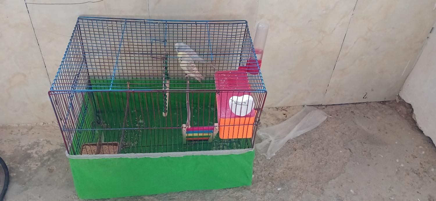 فروش 1 جفت مرغ عشق نجاد دار با قفس