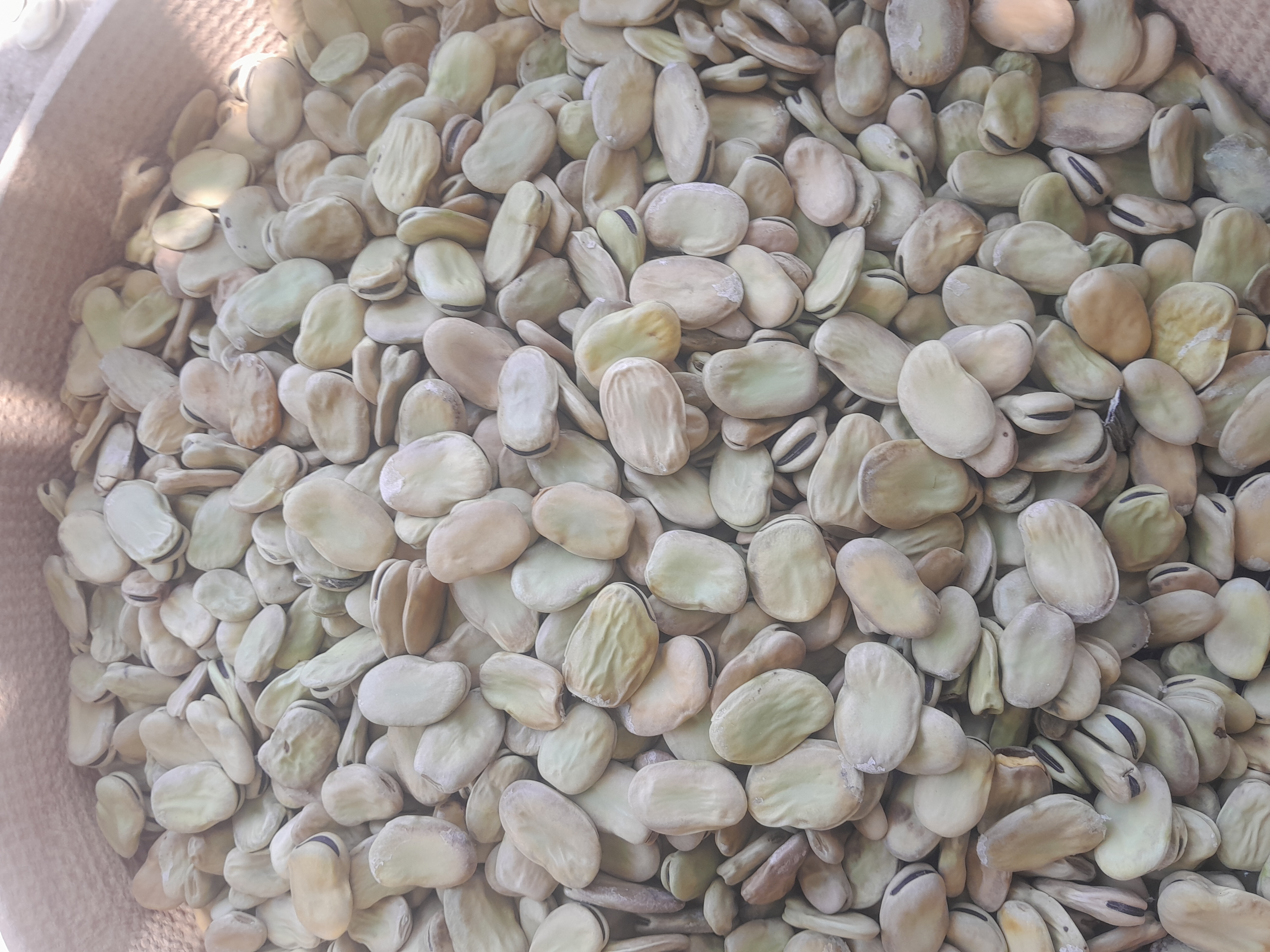 باقالی درجه یک طارم