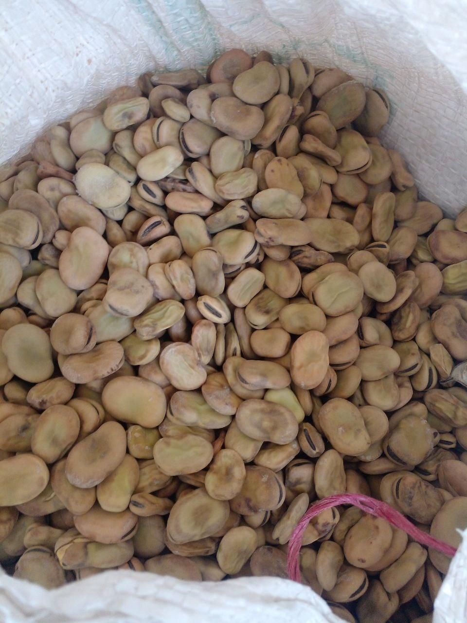 بوقالی تازه امسال
