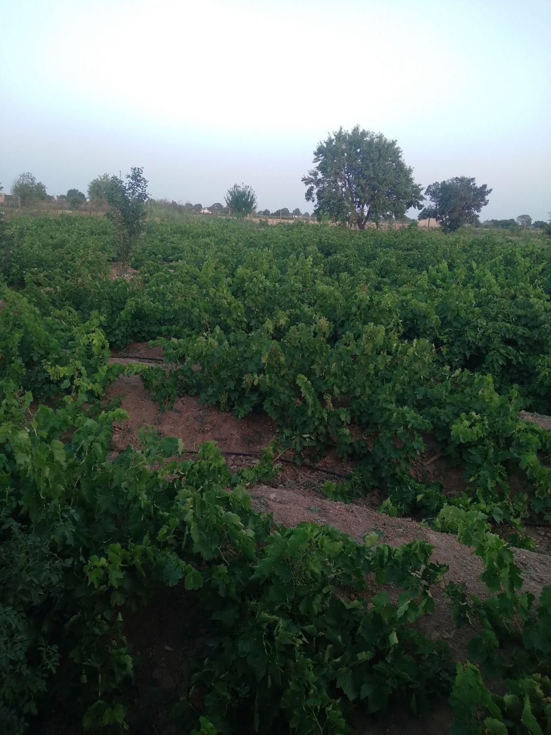 باغ ۸۵۰ متری انگور سنددار با آبیاری قطره‌ای در کرج