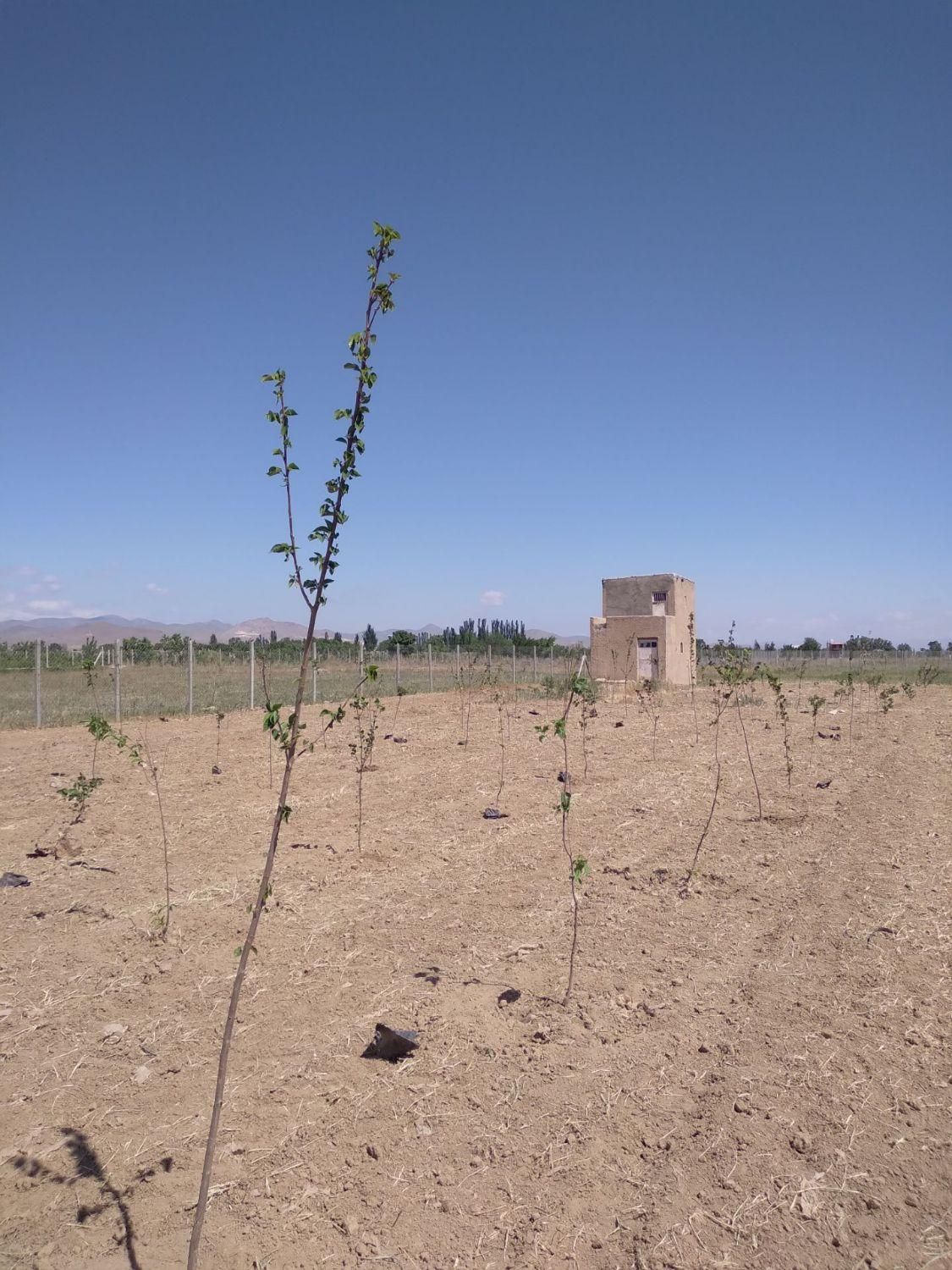 باغ 1800 متری سنددار با 170 نهال میوه در تاکستان در کرج