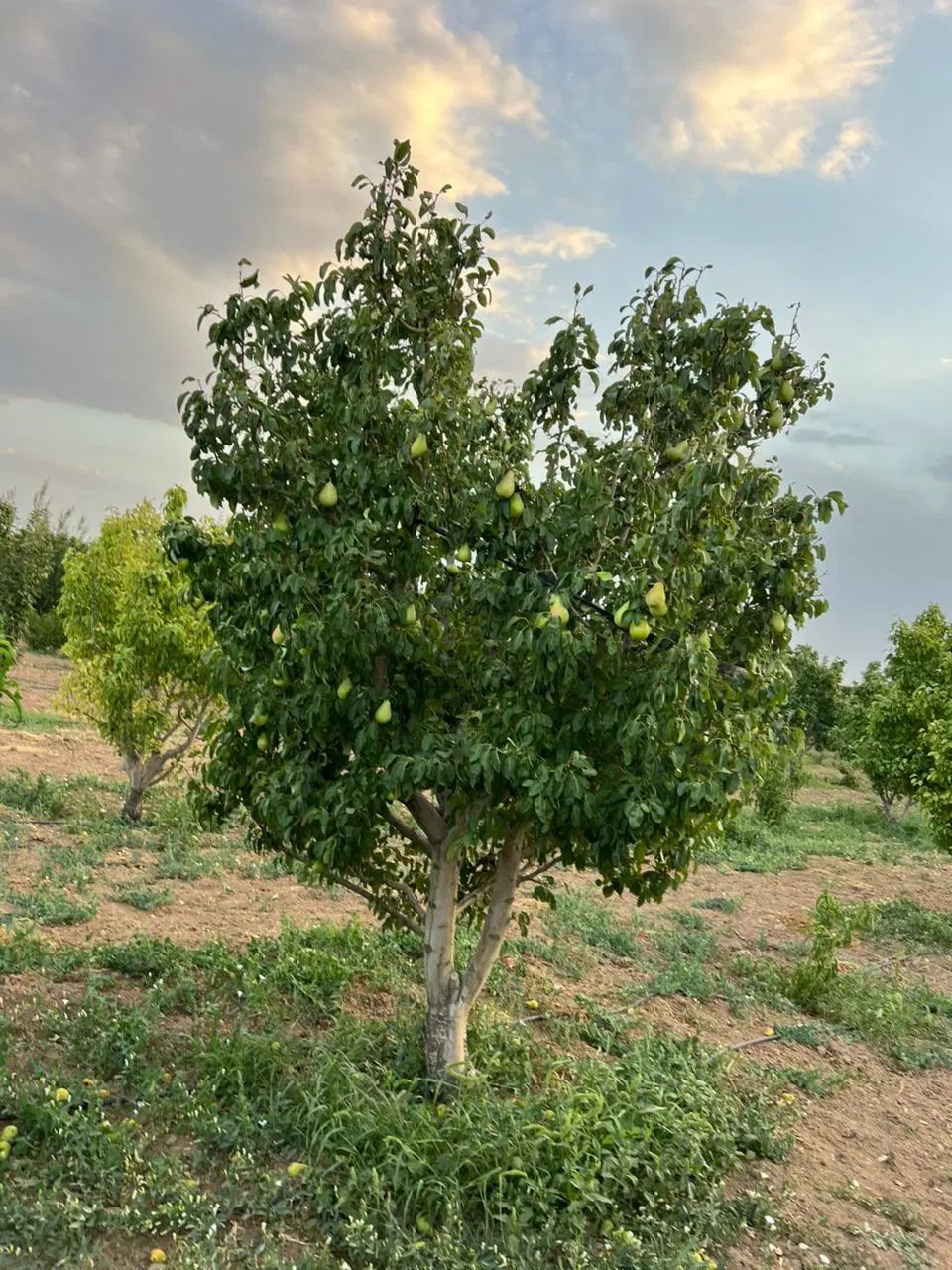 باغ میوه گلابی در شهر تاکستان