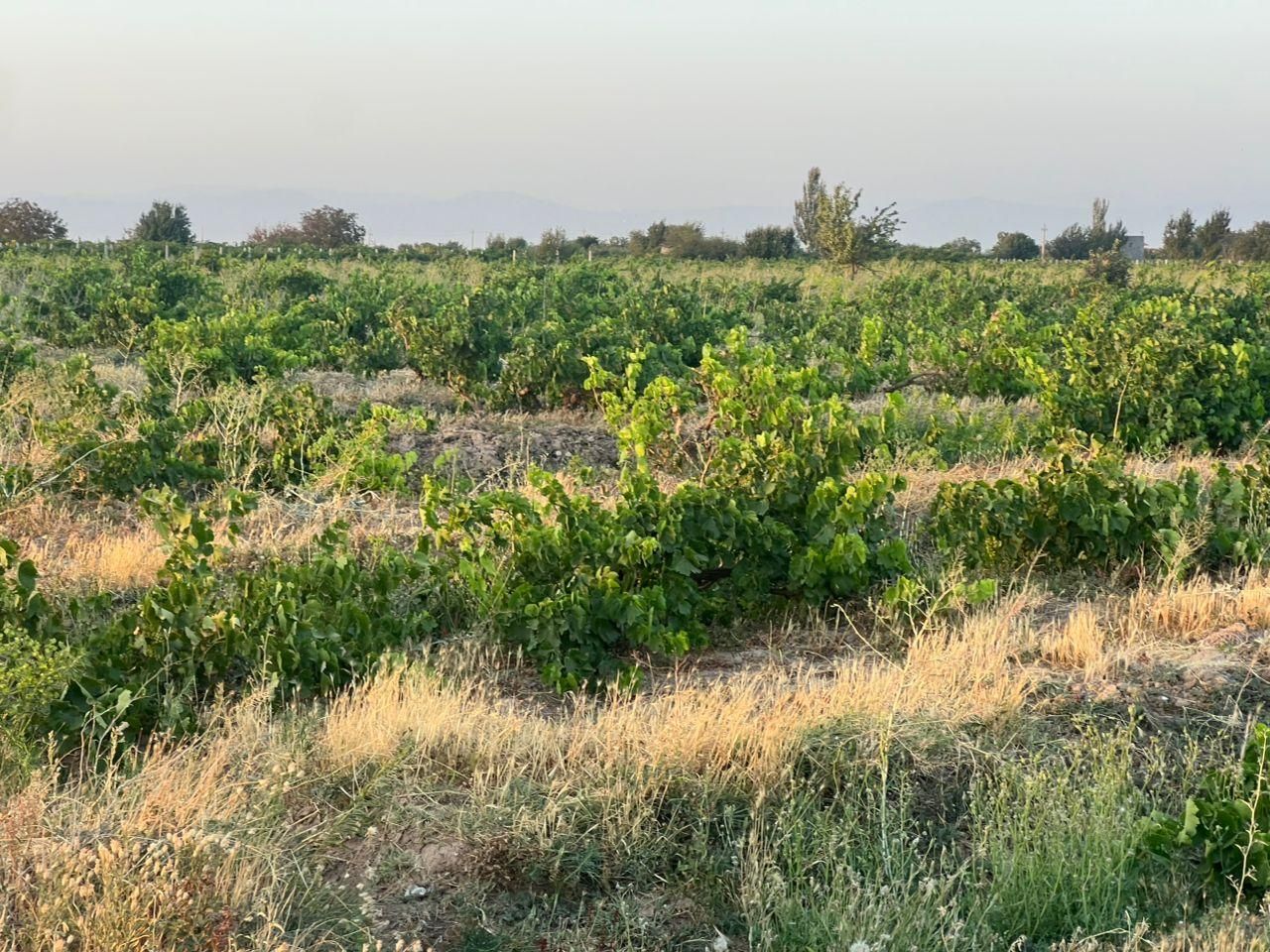 باغ انگور سنددار ۵۹۹ متری در تاکستان در کرج