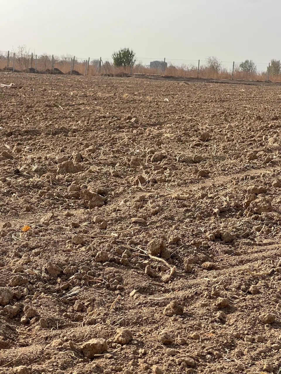 فروش باغ و باغچه انگور و میوه