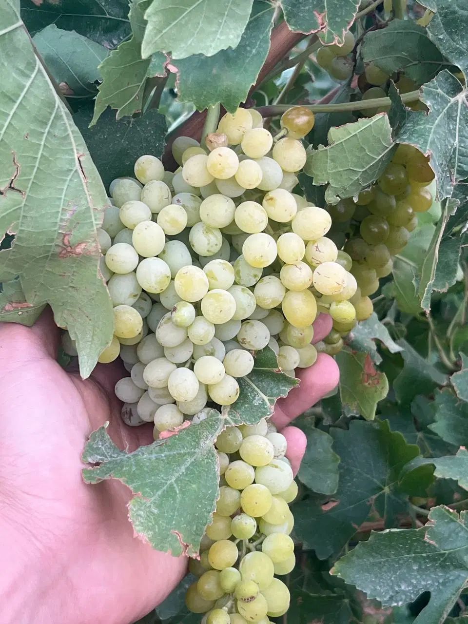 زمین باغ انگور در کرج