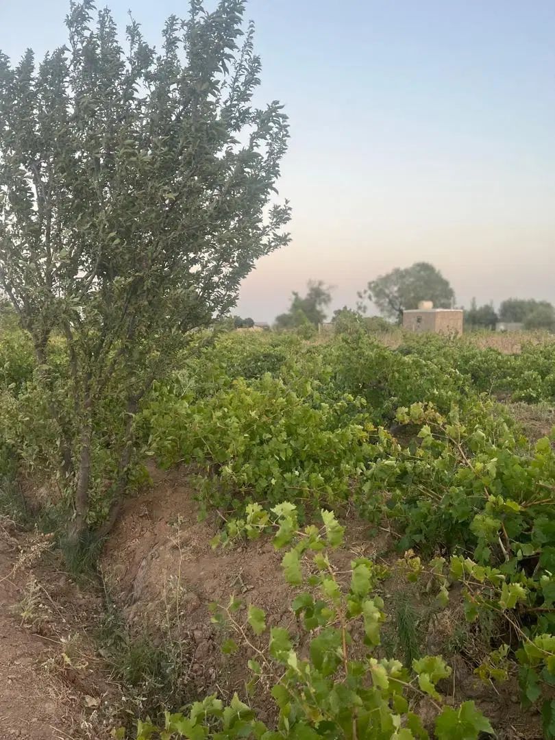 باغ ۹۵۰ متری انگور در منطقه تاکستان