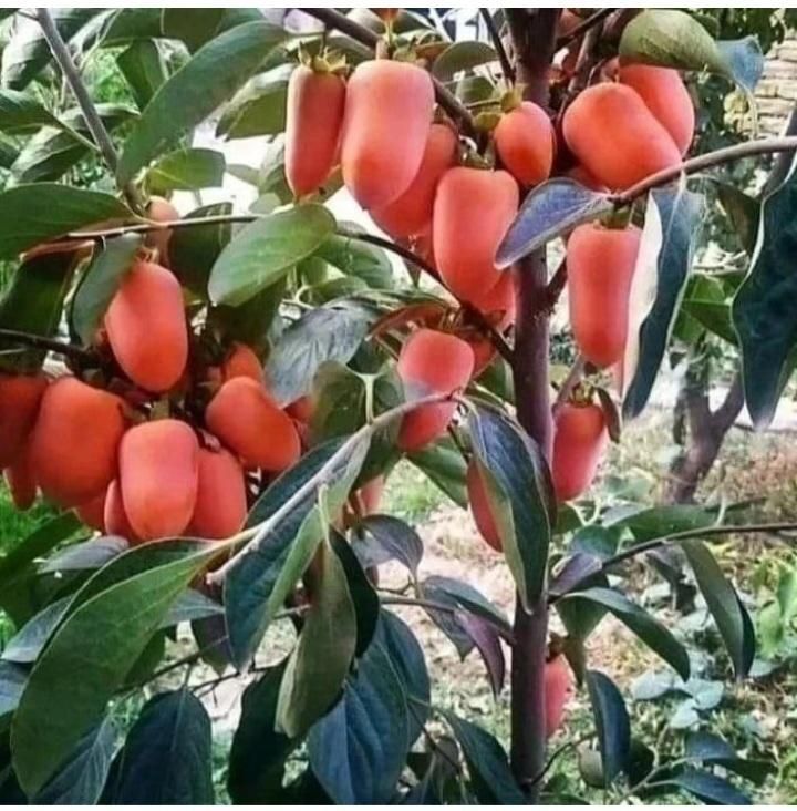 درخت خرمالو موزی نهال خرمالو،نهالستان نهالینومشهد