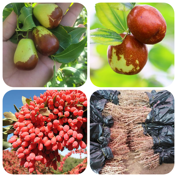 ارقام نهال زرشک، نهال عناب پیوندی