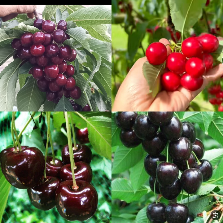 ارقام نهال گیلاس ، آلبالو