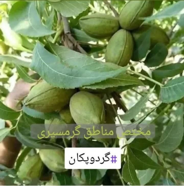 درخت گردو پکان گرمسیری،نهال گلخانه نهالستان