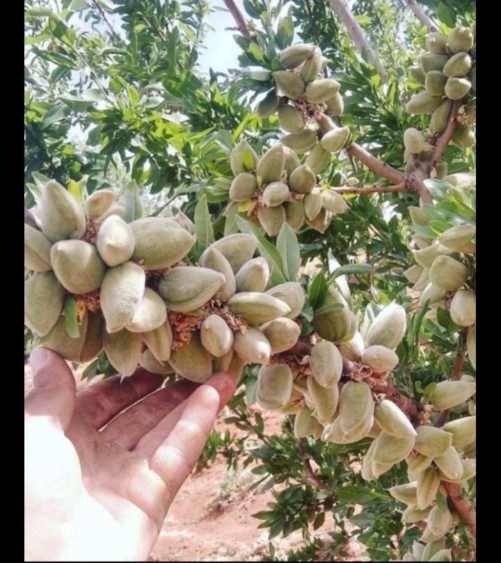 ثمناسبترین درخت بادام برای گوارشک ، زاک،ماریون