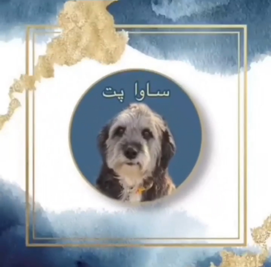 پانسیون نگهداری سگ