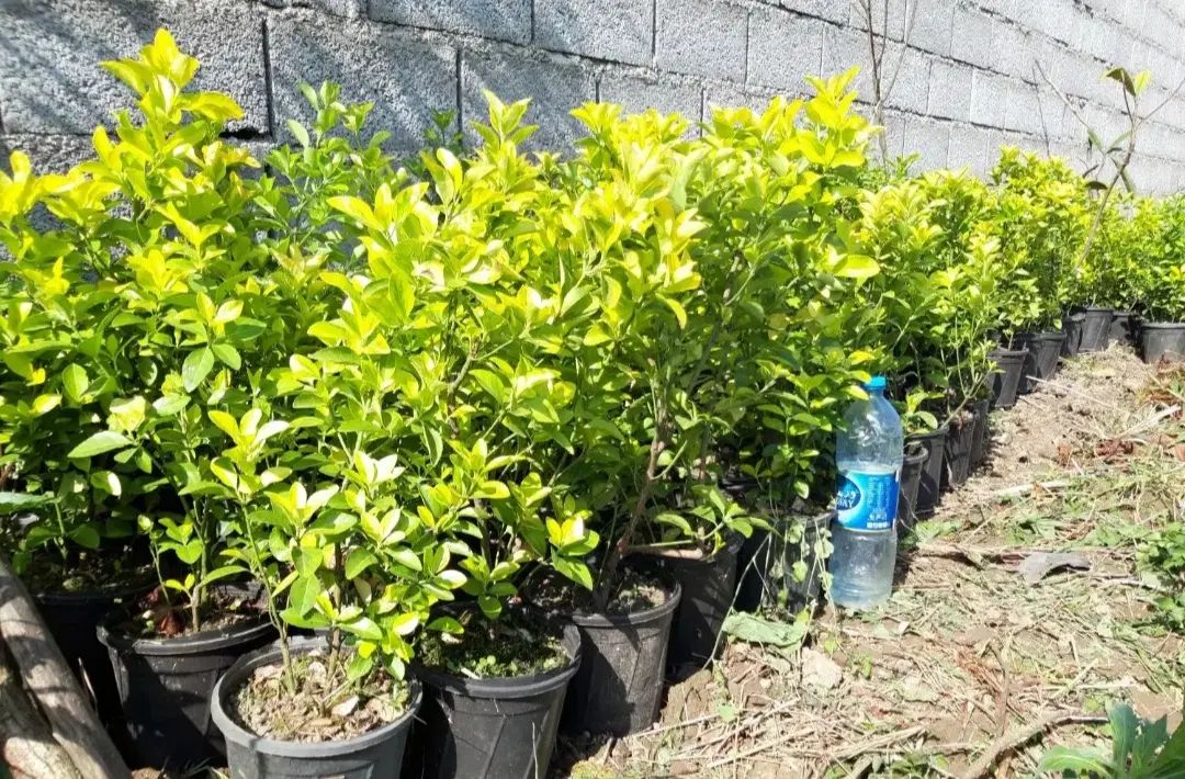 نهال های سطلی یک ساله تا ۴سالع شمشاد های خارجی