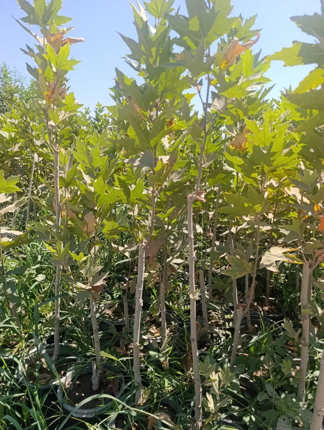 نهال سرزنی شده آماده نهال گلدونی چناربرای دور زمین