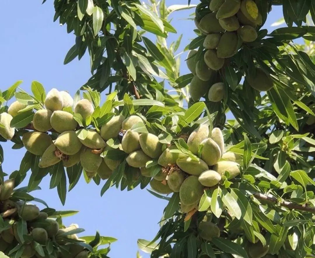 فروش نهال های سنگی کاغذی نیمه کاغذی بادام دیرگل
