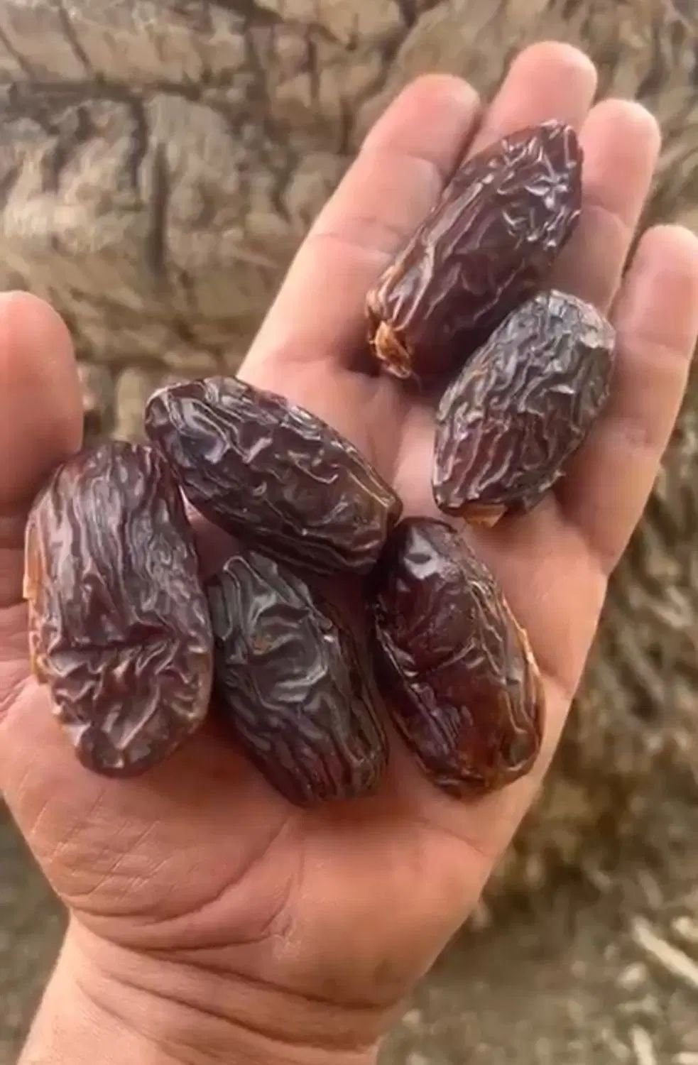 پاجوش مجول مراکشی اصل