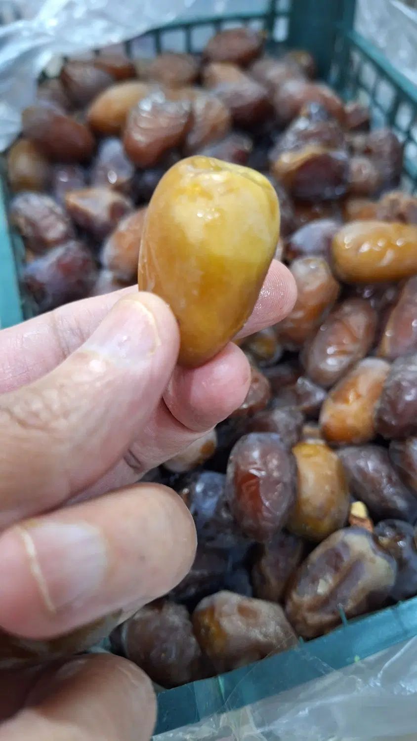 رطب کبکاب دشستان
