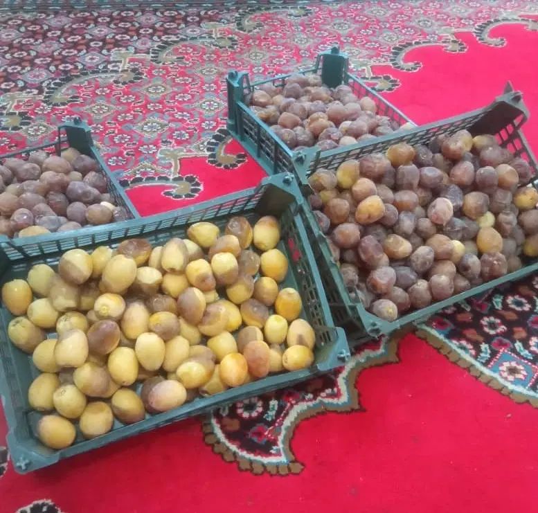 رطب برحی آبادان