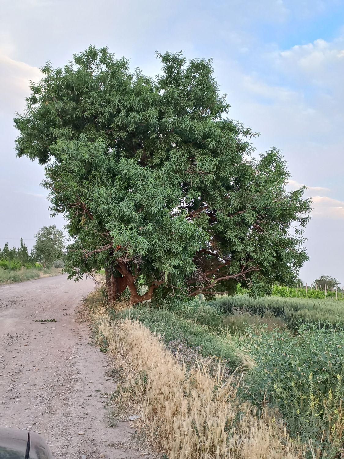 🏕خرید باغ و ویلا سنددار مطمئن از شروین✅️