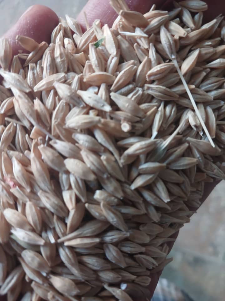 جو سفید محلی
