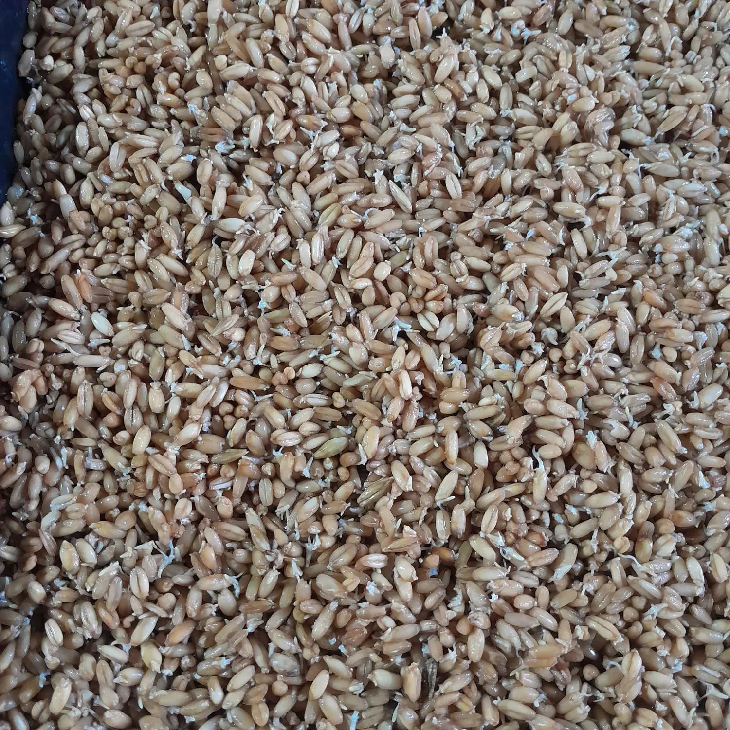 جوانه گندم برای سمنو