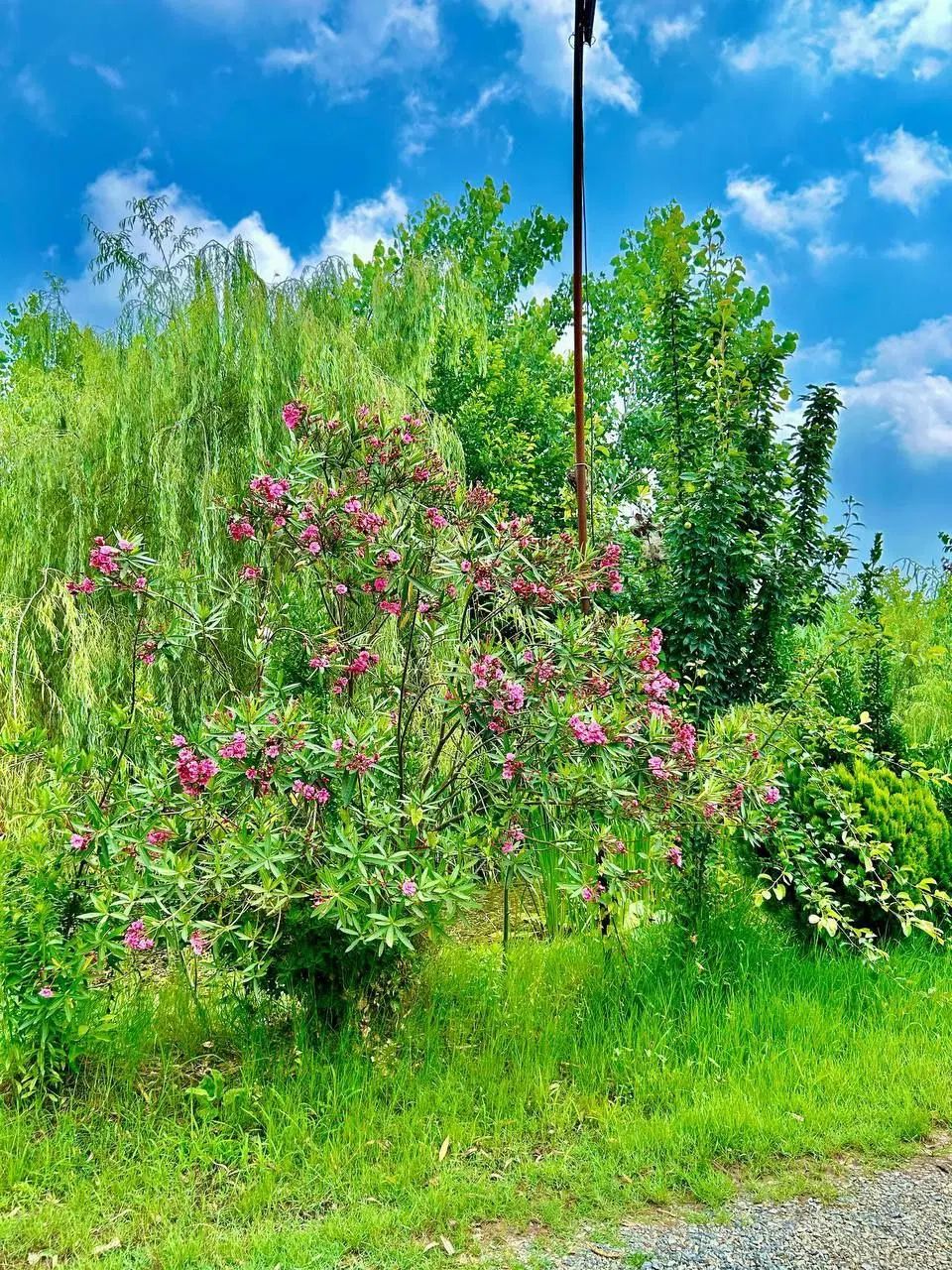 گیاهان دارویی و طب سنتی نیوشانیک