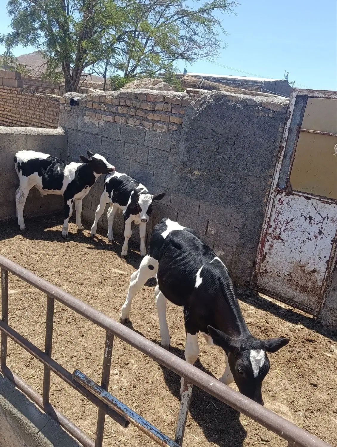 3راس گوساله شیری نر جنس صنعتی