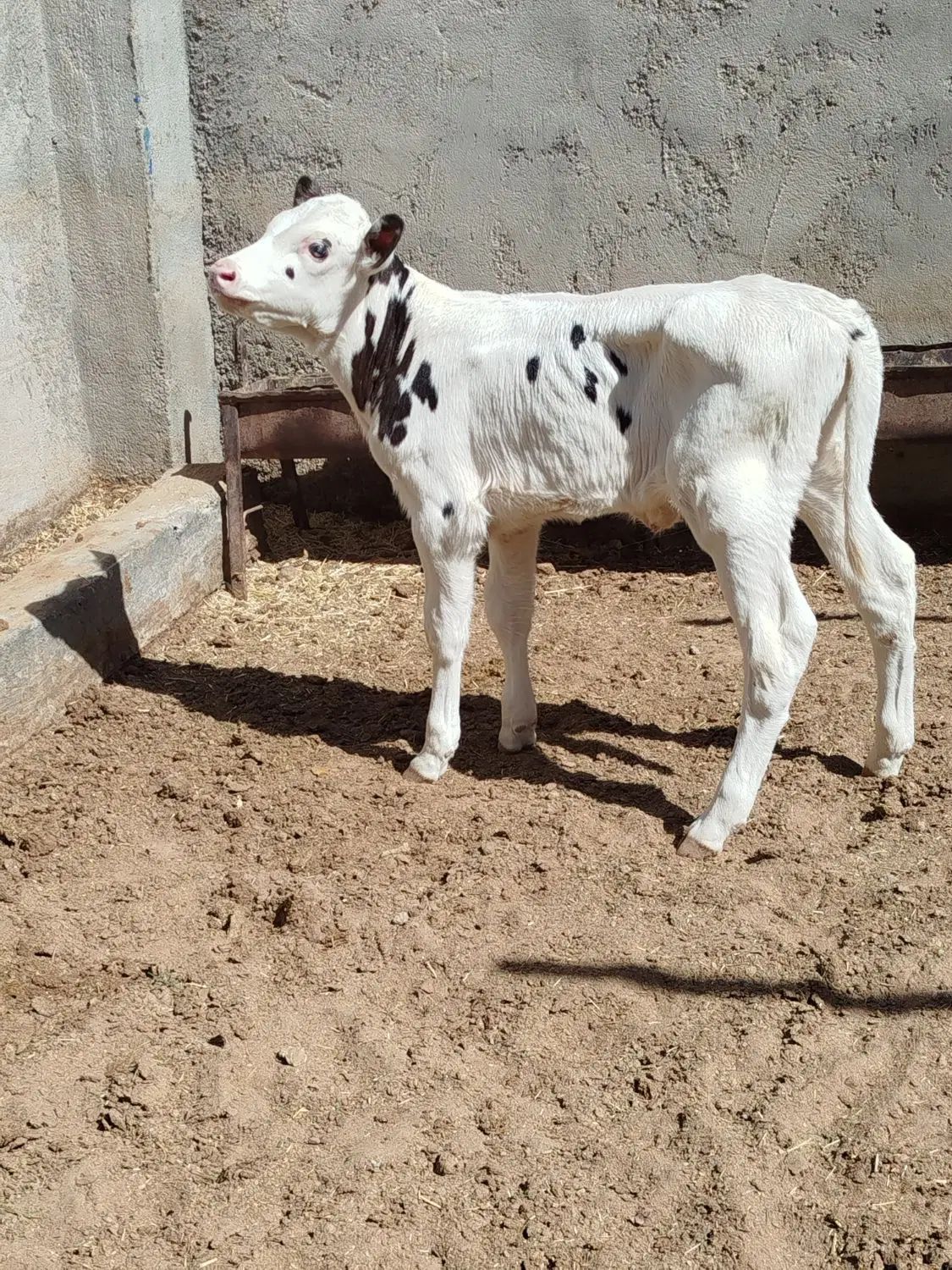 گوساله شیری سیمنتال ماده