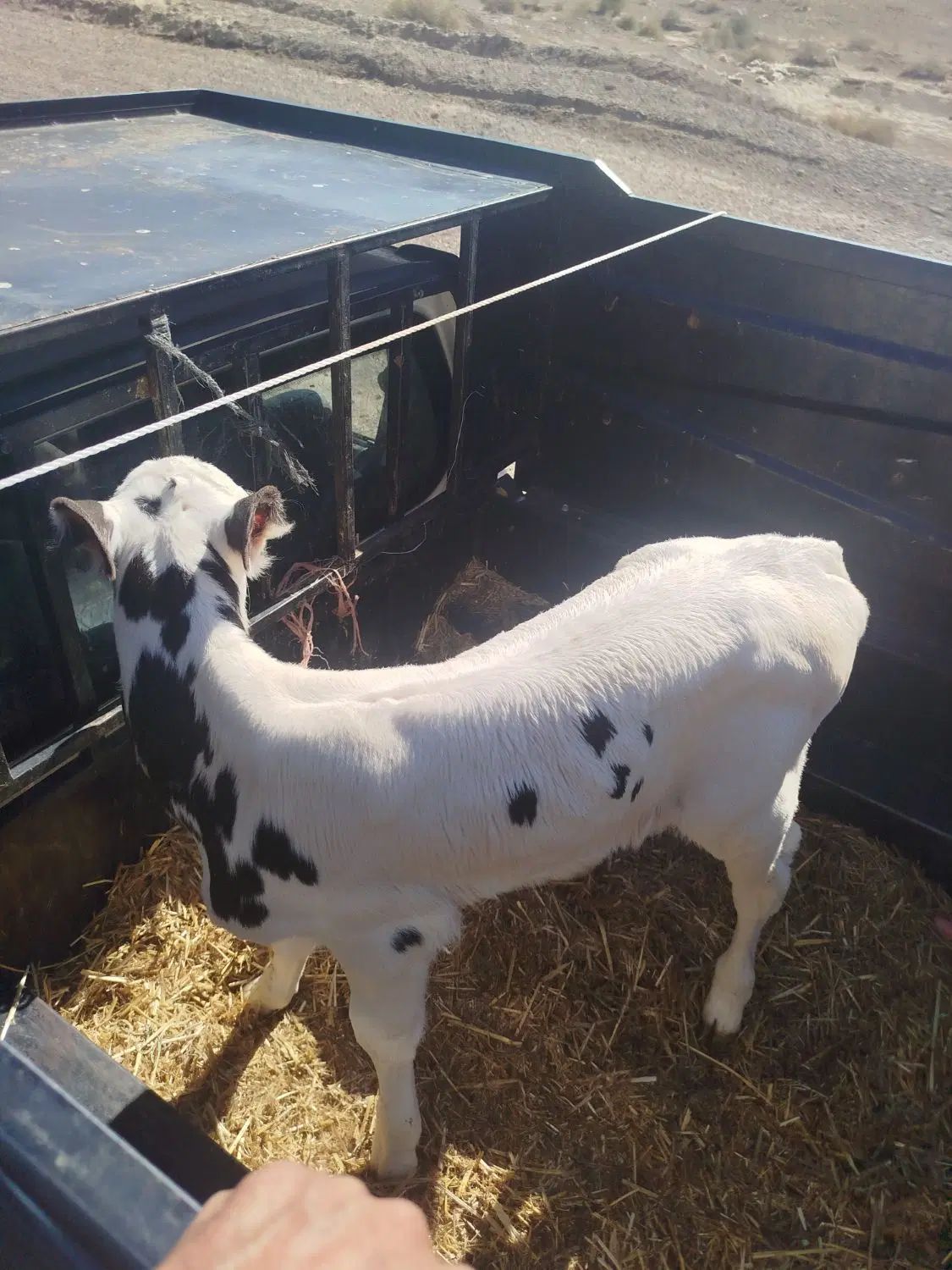 گوساله جنس اصل شیری ماده